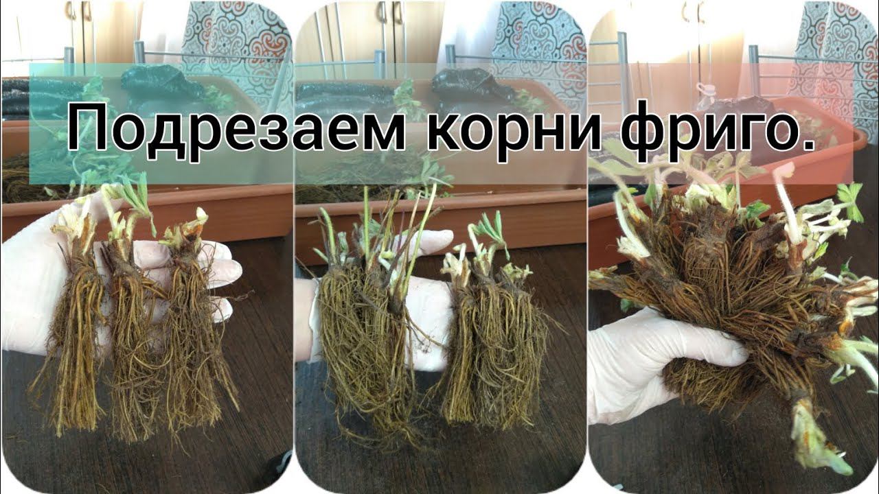 Урок 34. Подрезаем корни у рассады фриго перед посадкой.