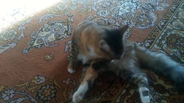 Мотя села на монтажную пену смотреть онлайн