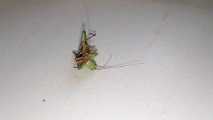 Что будет если кузнечик увидет кузнечика. (Katydid vs Katydid).
