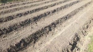Как сделать грядки для клубники своими руками Бугры под клубнику вручную