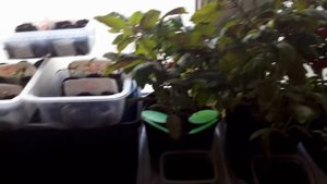 09.03.2018 ФИТОЛАМПА-КАК ПРАВИЛЬНО ПОЛЬЗОВАТЬСЯ.