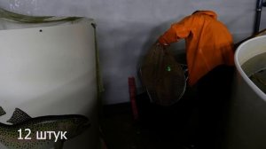 Форель в УЗВ результаты за 6 месяцев. Часть 5