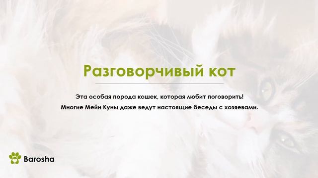 Мейн Кун особенности породы