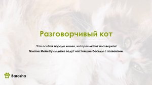 Мейн Кун особенности породы