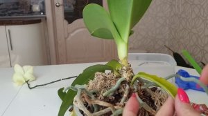 Реанимация ГНИЕТ орхидея // ЖЕЛТЕЕТ лист орхидеи и отваливается