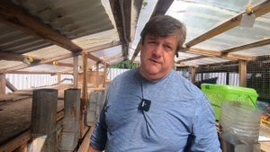 забой кроликов [Сколько в кролике мяса]