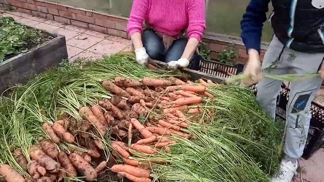 Свекла в высоких грядках! Какой урожай я получаю каждый год в высоких грядках. смотреть онлайн