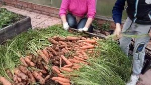 Свекла в высоких грядках! Какой урожай я получаю каждый год в высоких грядках.