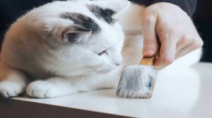 Линька у кошек. Как бороться с линькой у домашних кошек.
