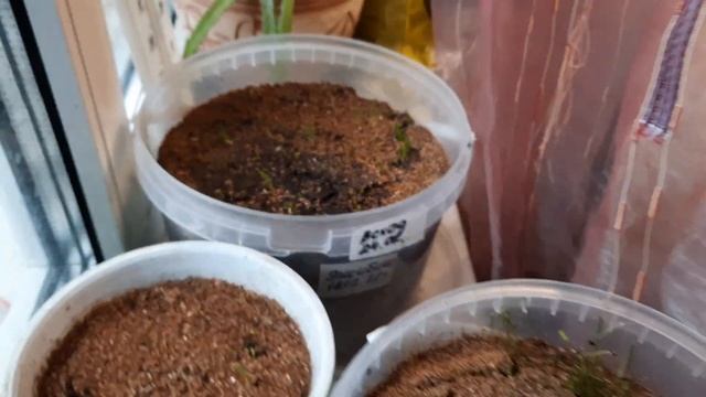 Лук эксибишн смотреть онлайн