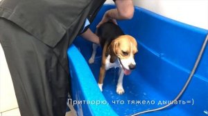 КАК МЫТЬ СОБАКУ? | ГРУМИНГ БИГЛЯ / Бигль Enzo
