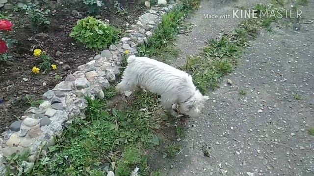 Ася, Зося и Федор....и Тэя!!! - 2 ( 7 серия) #цвергшнауцер #ризеншнауцер #миттельшнауцер #schnauze смотреть онлайн