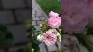 #25. Пеларгония Kvarnlyckans Anna-Jeanette