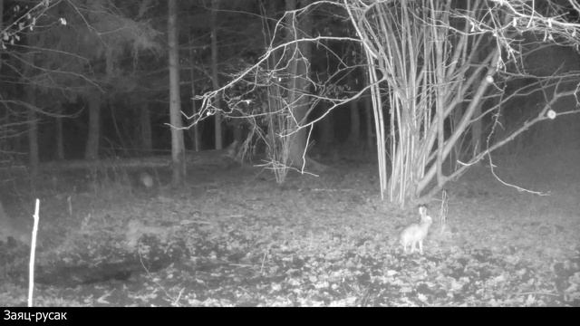 Подборка животных Лосиного острова | Some animals of Elk Island смотреть онлайн