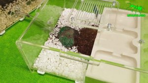 Эксперимент с формикарием Harpegnathos venator (Венаторов)