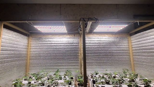 Клубника в Гроубоксе. 15 января 2023г. смотреть онлайн