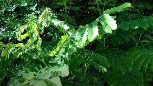 Райска птица-цезалпиния! Тропическо растение!Caesalpinia pulcherrima  !