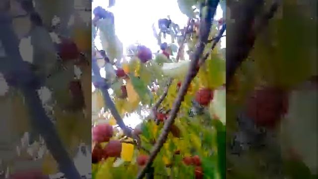 МАЛИН ПРИВИВКА НА ТУТОВНИК. смотреть онлайн