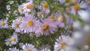 Пчёлы в благоухании цветов.