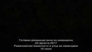 Золотистая смородина посадка и уход