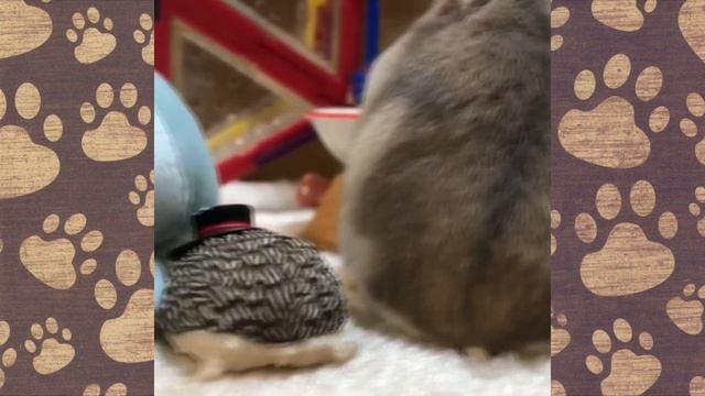СМЕШНЫЕ ЖИВОТНЫЕ 2020 - (СМЕШНАЯ ОЗВУЧКА) Hamsters like #283 funny