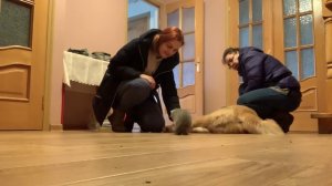 Дрессировка японской Акиты и котёнка.С Вами кинолог Наталья Севостьянова