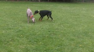 Gus & Sebastian Doberman & Weimaraner mooching.