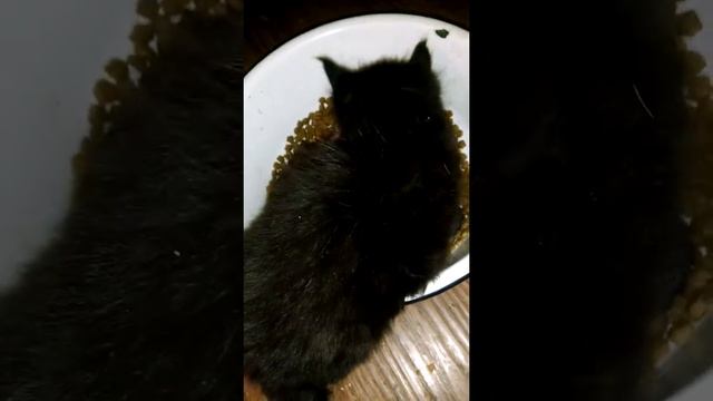 Как вырастить крупного Мейн куна надо кормить итальянскими кормами Монже и Gemon смотреть онлайн