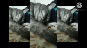 Кот танцует под Египетскую музыку