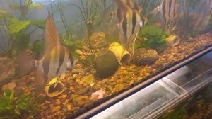 альтум Ориноко