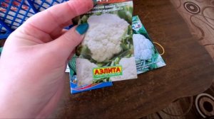 Мобильный посев капусты в ящик. Какую я сею в этом году. Апрель 22.Сп Дом в деревне. How to sow cab