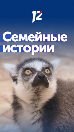 В Омском зоопарке лемуры стали родителями