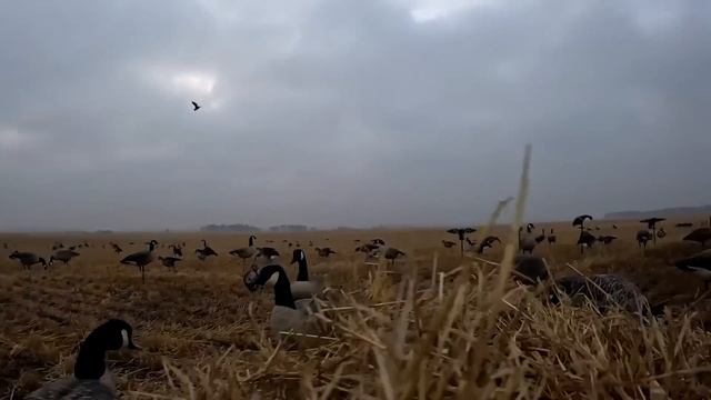 Duck Hunting in the Fog With Bonus Specklebellies! (3 Man Limit) смотреть онлайн