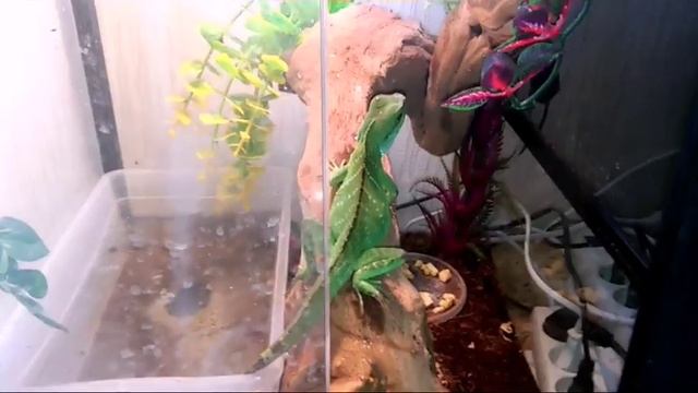 Новый питомец! |Кормление водяной агамы.? смотреть онлайн