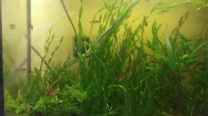 Чистка аквариума 60 и 30л.