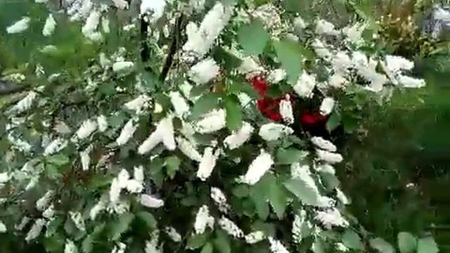Видео из  моего архива .Черемуха обыкновенная