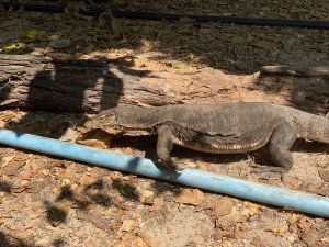 Варан и его величественная походка. Дикие животные.