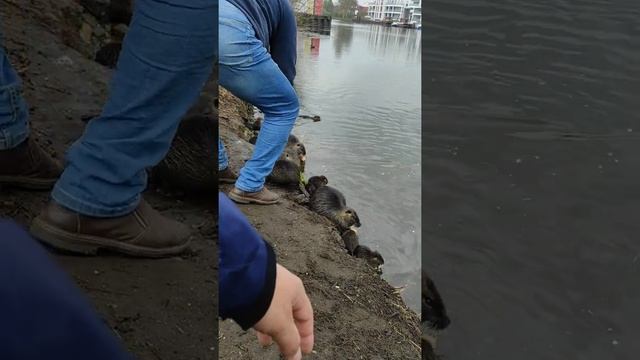 Нутрии в дикой природе !! Германия смотреть онлайн