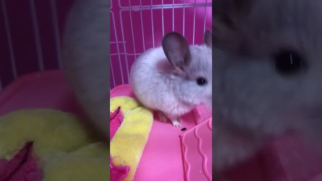 Мне купили шиншиллу!!!?🐹