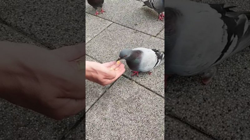 ГОЛУБЬ ЕСТ С РУК #shorts