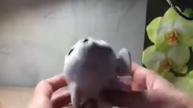 Что мне подарили одноклассники на 8 марта! смотреть онлайн