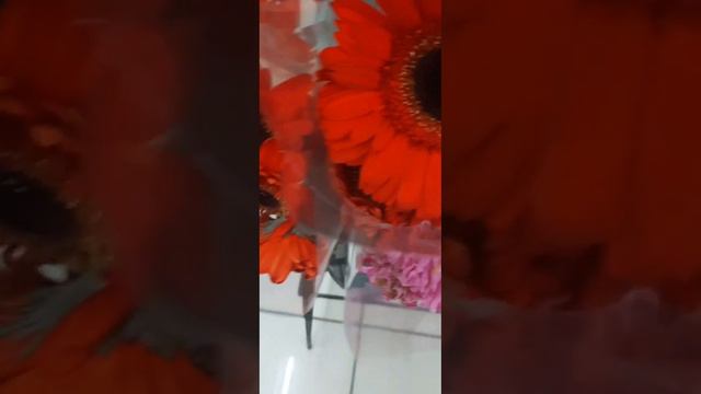 red sunflower #short #shortvideo #naturelovers