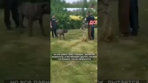 Кане-корсо. До: броски на людей, агрессия на прохожих, собак. После: спокойная прогулка