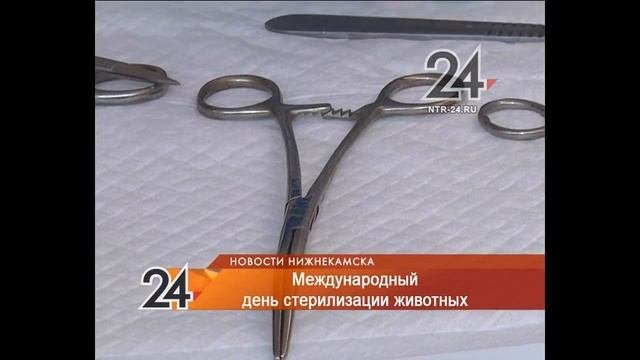 Нижнекамские ветеринары присоединились к международной акции стерилизации животных