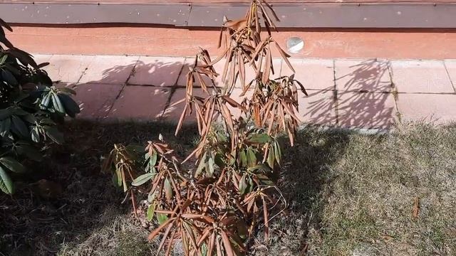 РОДОДЕНДРОНЫ ПОСЛЕ ЗИМЫ. смотреть онлайн