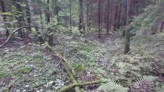 ❗ПОДОСИНОВИКИ МАССОВО РАСТУТ В ЛЕСАХ ПОДМОСКОВЬЯ? КОРЗИНА ГРИБОВ.?Грибы растут на Даче смотреть онлайн