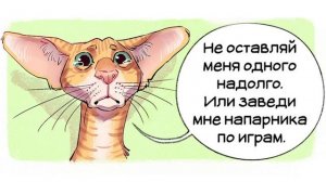 Комиксы. Породы кошек | Мемозг #307