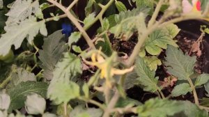 Урожай томатов зимой: Санька, Багрянец f1, Русская коса оранживая f1, Джек пот f1