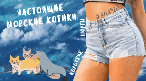 Настоящие морские котики..) #shorts