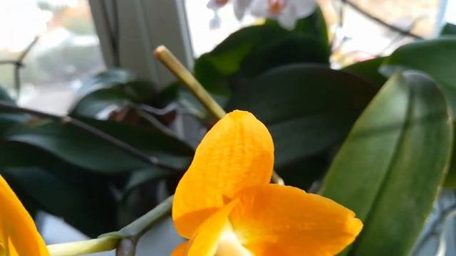 ОЧЕНЬ УДИВИЛ GOLDEN DIAMOND! ❣️😍👍😇